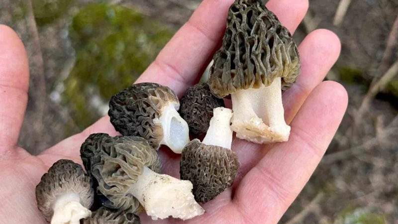 Kuzu Göbeği Mantarı Hasadı Başladı Kilosu 2 Bin Lira1