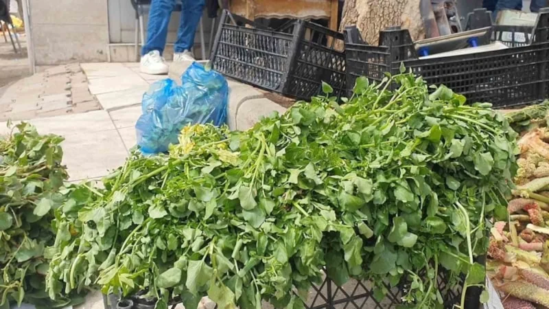 Kuzu Kulağının Şaşırtan Faydası Ortaya Çıktı2