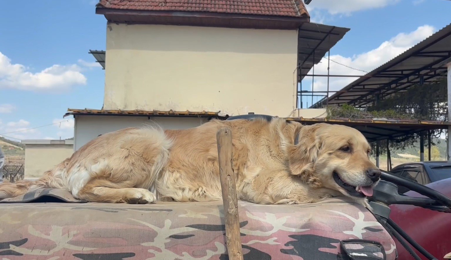 Manisa’da Köpek “Betty”, Abdullah Dedenin Yoldaşı Oldu