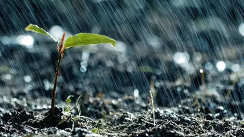 Nisan Yağmuru Ne Zaman Toplanır, Faydaları1