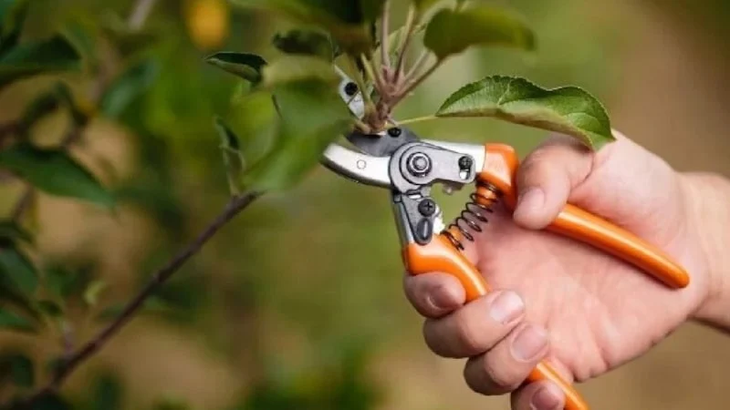 Nisanda Budanan 5 Bitki Yazı Çiçekle Karşılar1