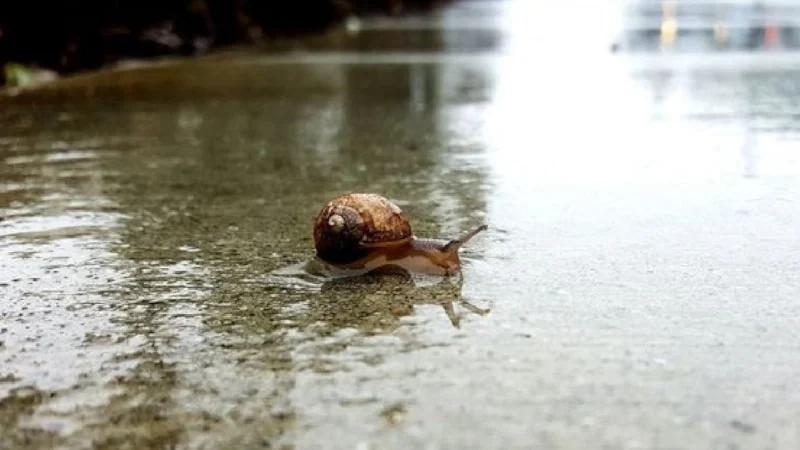 Salyangozlar Yağmurdan Sonra Neden Ortaya Çıkar?