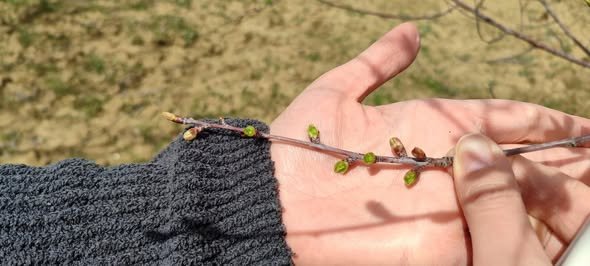 Şaphane’de Zirai Don Kontrolleri Tamamlandı 1