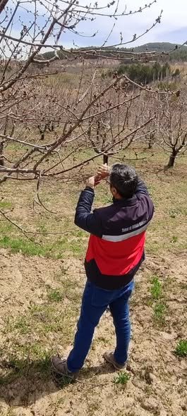 Şaphane’de Zirai Don Kontrolleri Tamamlandı 2