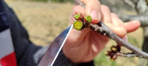 Şaphane’de Zirai Don Kontrolleri Tamamlandı 3