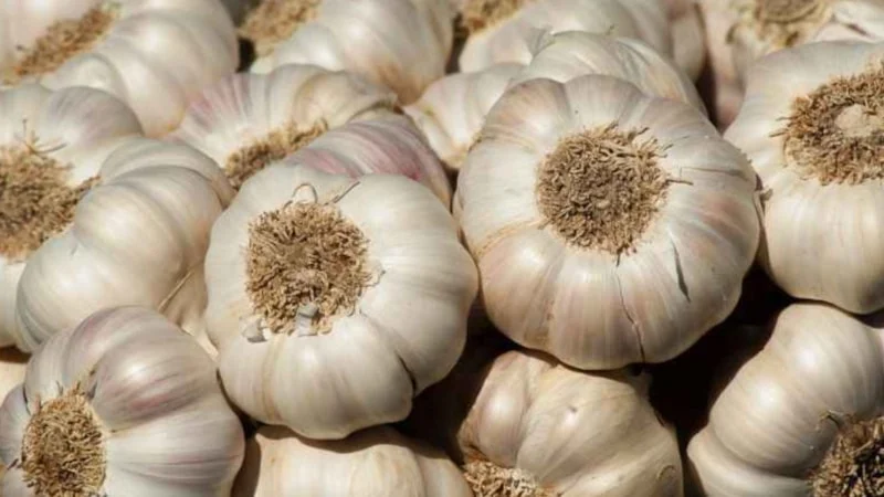 Sarımsak 2 Yıl Taze Kalabilir Doğru Saklama Yöntemi1