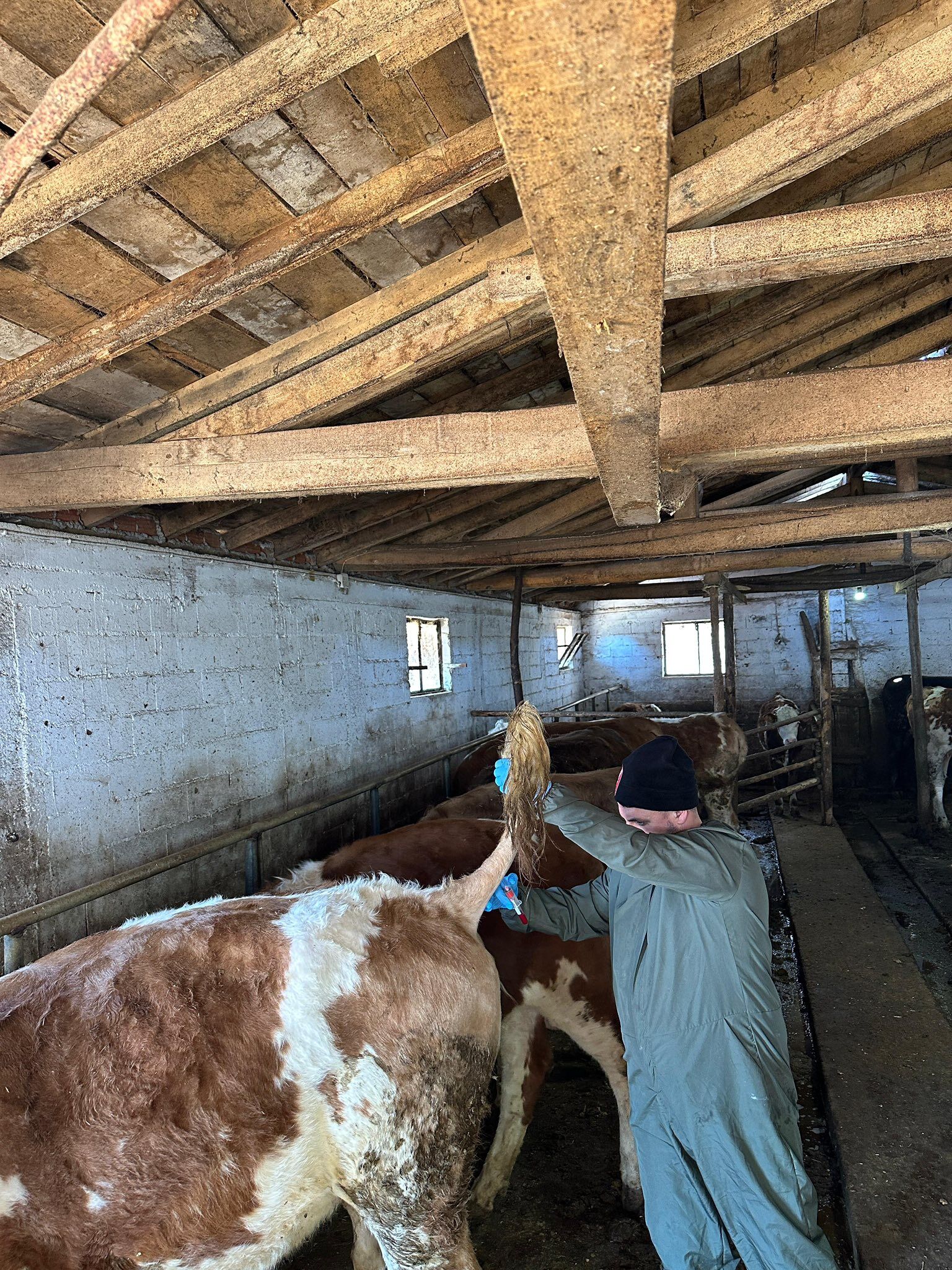 Tavşanlı’da Şap Hastalığına Saha Çalışmaları Yapıldı
