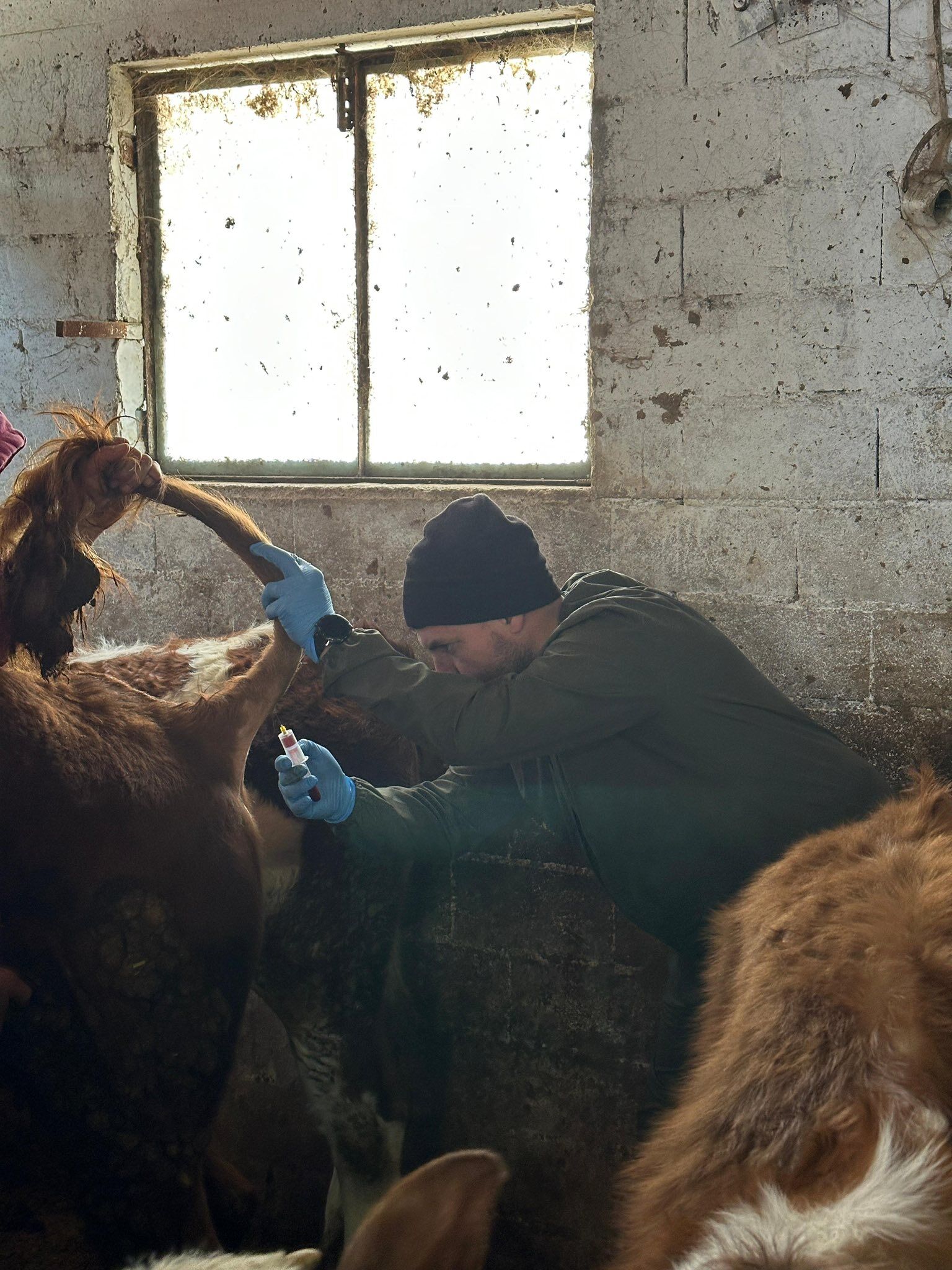 Tavşanlı’da Şap Hastalığına Saha Çalışmaları Yapıldı2