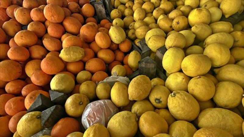 Türkiye Limon Ihracatında Rusya Zirvede2
