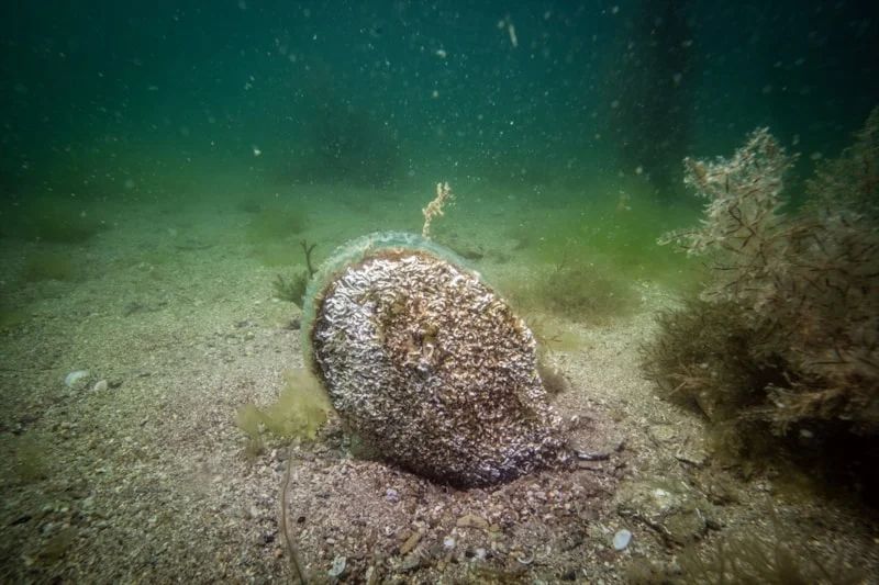 Tuzla’da Mucize Ekosistem Keşfedildi4