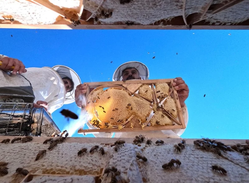 Uygunsuz Balın Piyasaya Girişi Engellenecek1