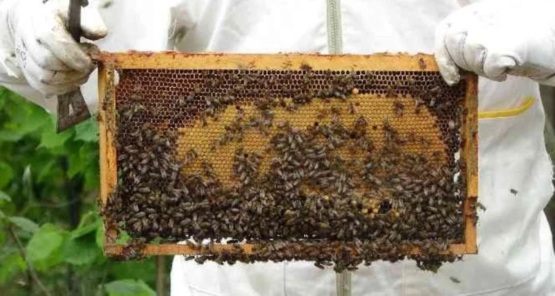 Uygunsuz Balın Piyasaya Girişi Engellenecek2