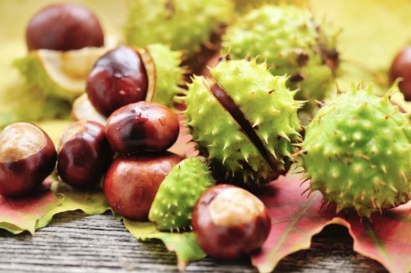 Varis Şikayetlerine Doğal Çözüm Önerileri1