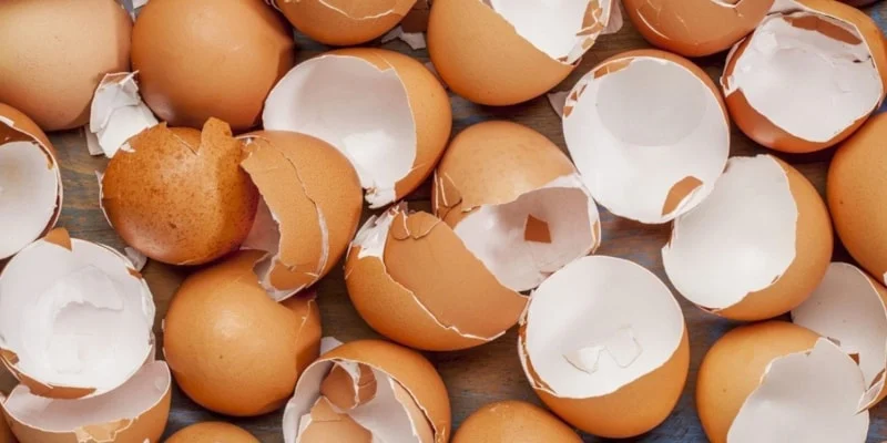 Yumurta Kabuklarını Atan Kalmadı1