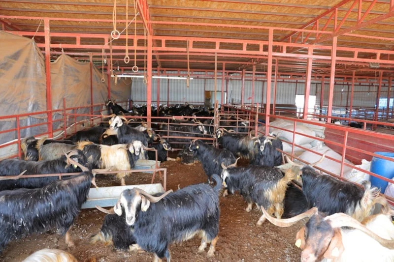 10 Soruda Kurban Ibadeti1