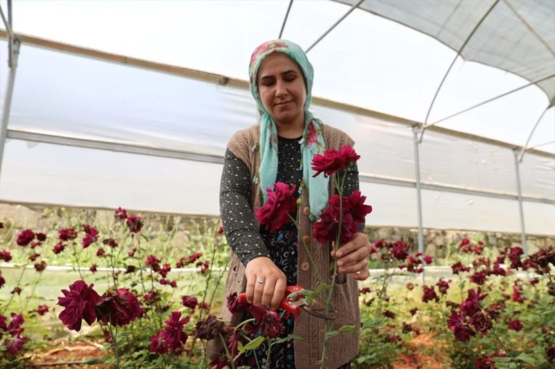 Halfeti’de Karagül Hasadı Başladı1