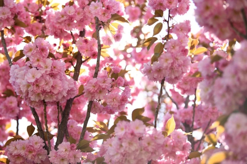 Konya’da Sakura Ağaçları Baharı Müjdeliyor2