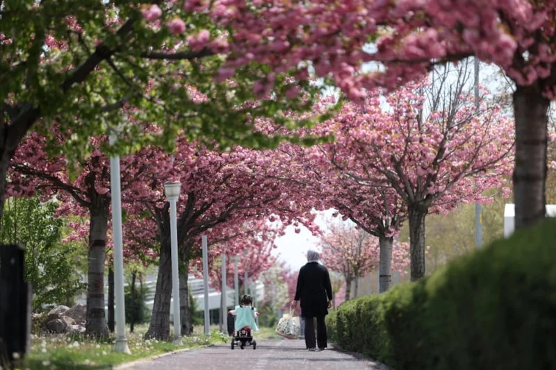 Konya’da Sakura Ağaçları Baharı Müjdeliyor3