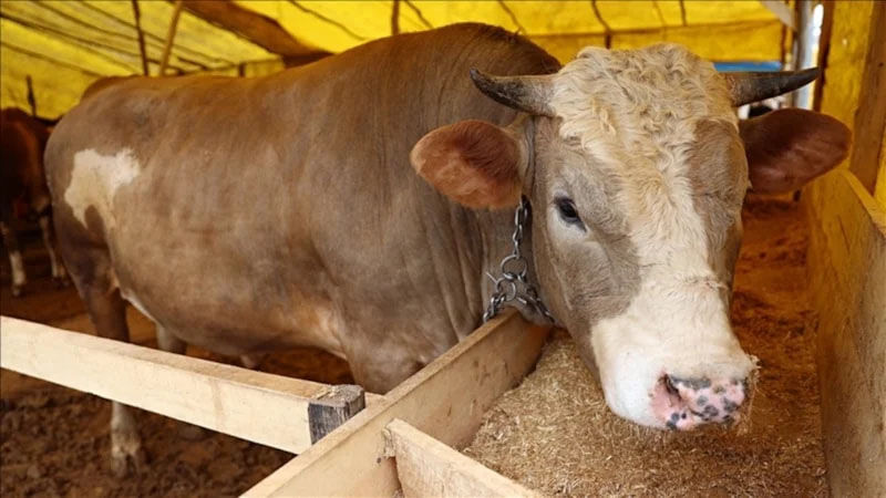 Kurbanlık Alacaklar Dikkat! Sağlıklı Hayvan Nasıl Anlaşılır (3)