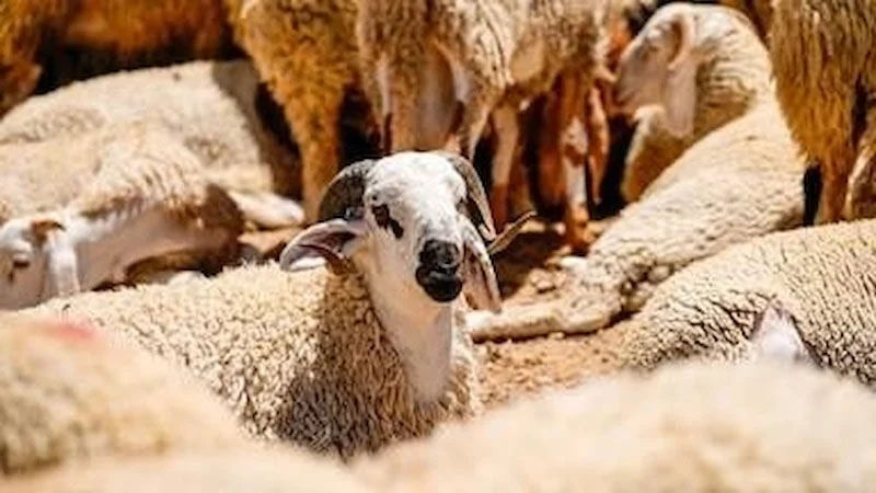 Kurbanlık Alacaklar Dikkat! Sağlıklı Hayvan Nasıl Anlaşılır (4)