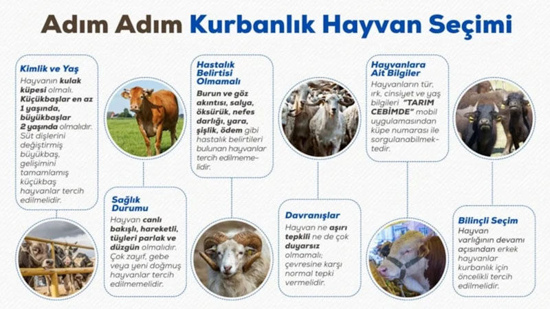 Kurbanlık Alacaklar Dikkat! Sağlıklı Hayvan Nasıl Anlaşılır (5)
