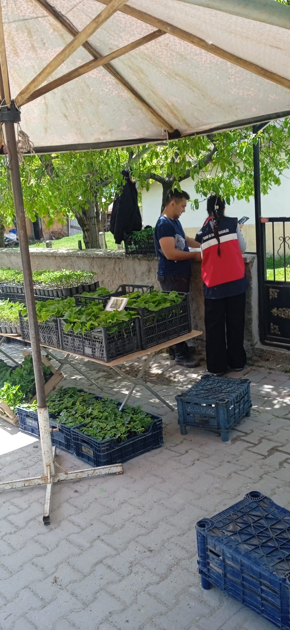 Kütahya Domaniç’te Pazarda Fide Denetimi Yapıldı