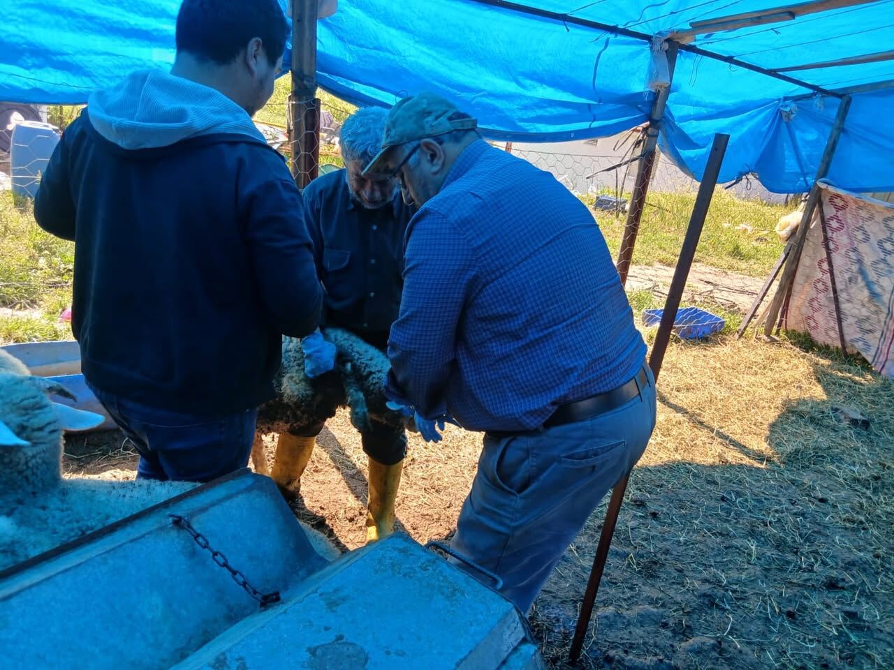Kütahya Emet’te Küçükbaş Hayvanlara Aşılama Seferberliği-1