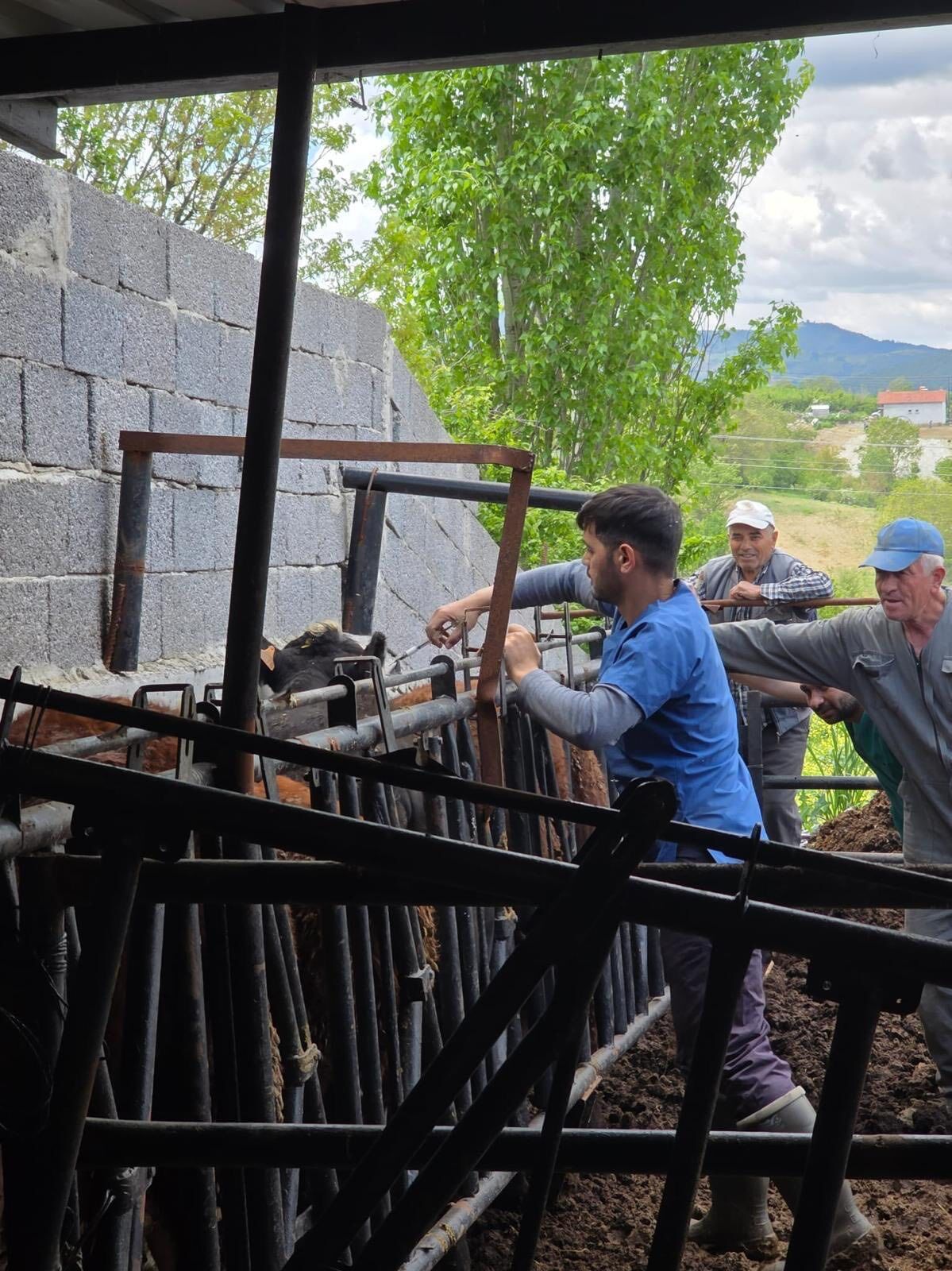 Kütahya Pazarlar’da Ithal Besilik Hayvanlara Sağlık Kontrolü3