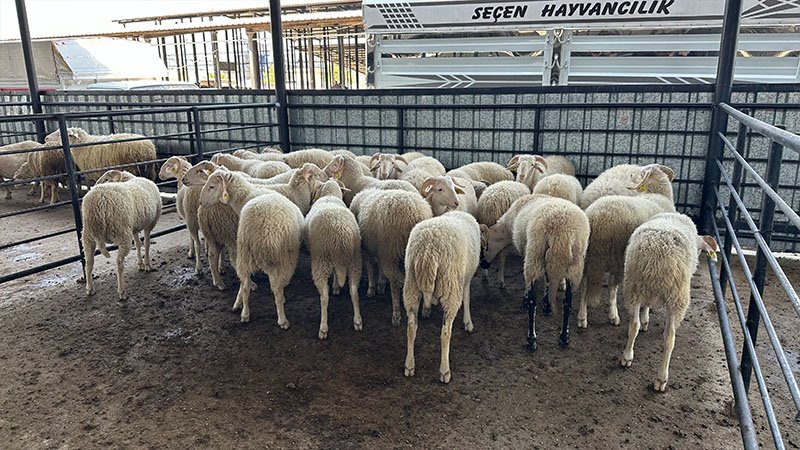 Kütahya'da Canlı Hayvan Pazarında Padok Başvuruları Başladı (3)