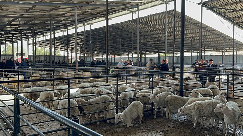Kütahya'da Canlı Hayvan Pazarında Padok Başvuruları Başladı (4)