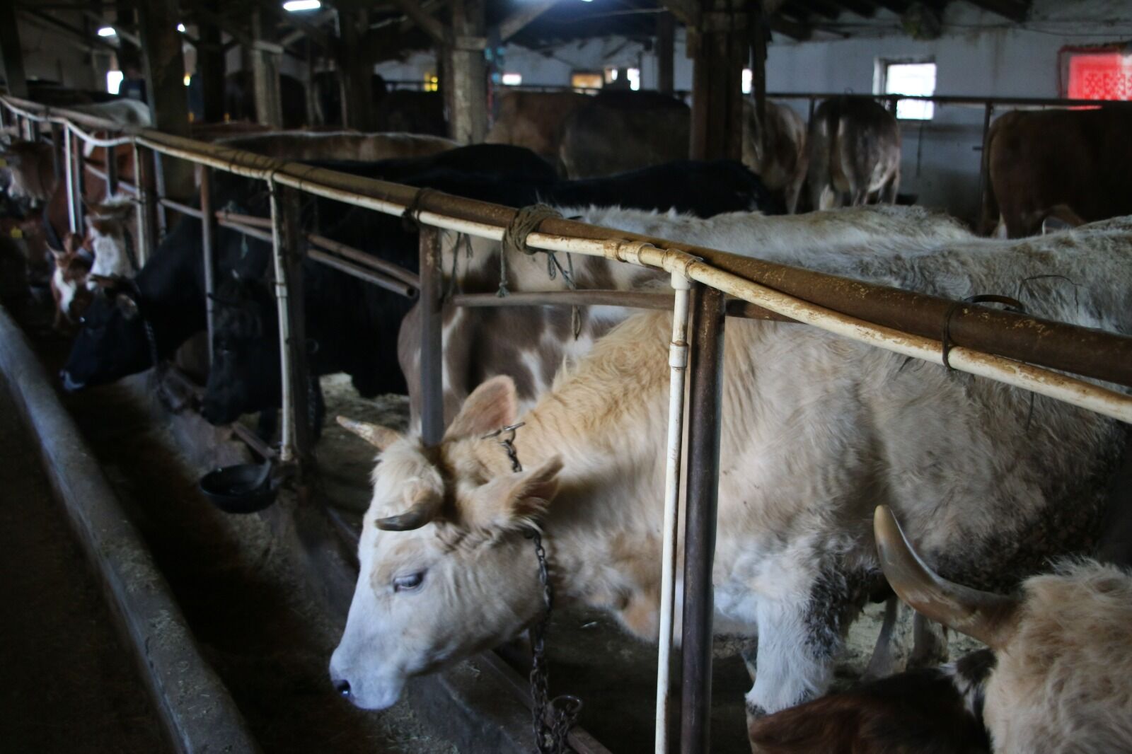 Kütahya’da Etçi Baba, Kurbanlık Satışlarında Hız Kesmiyor (3)