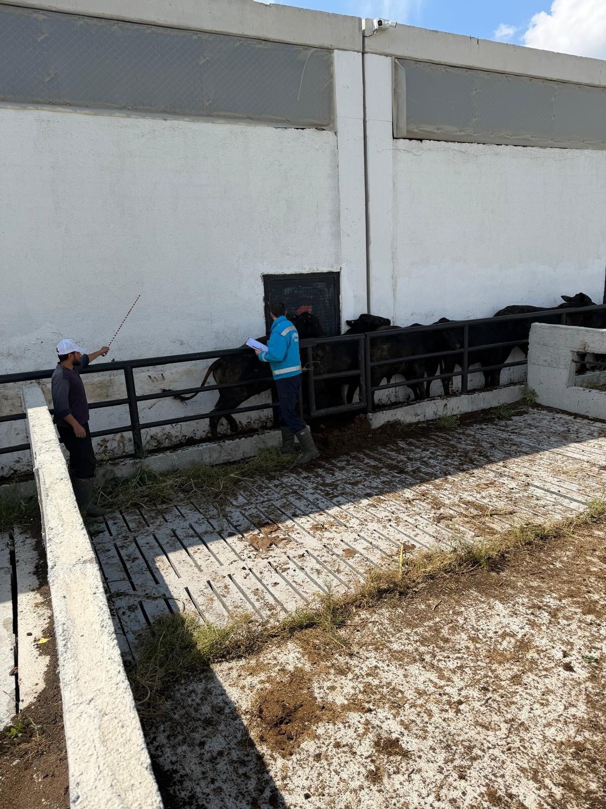 Kütahyada Ithal Besilik Danalara Sağlık Kontrolleri