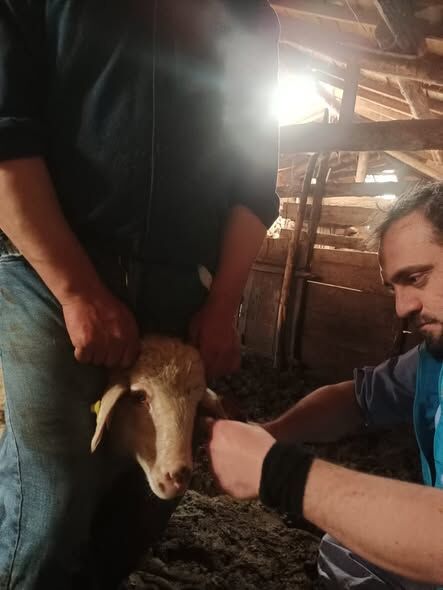 Kütahya’da Küçükbaş Hayvanlara Aşılama Ve Kimliklendirme Çalışması 1