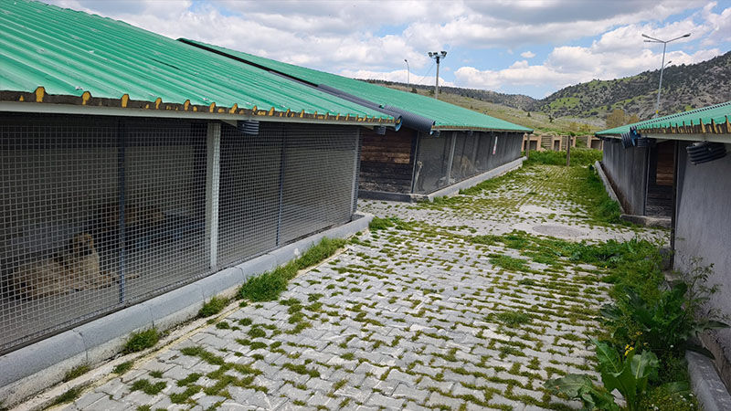 Kütahya’da Sözde Hayvanseverlere Para Cezası Uygulanıyor (2)