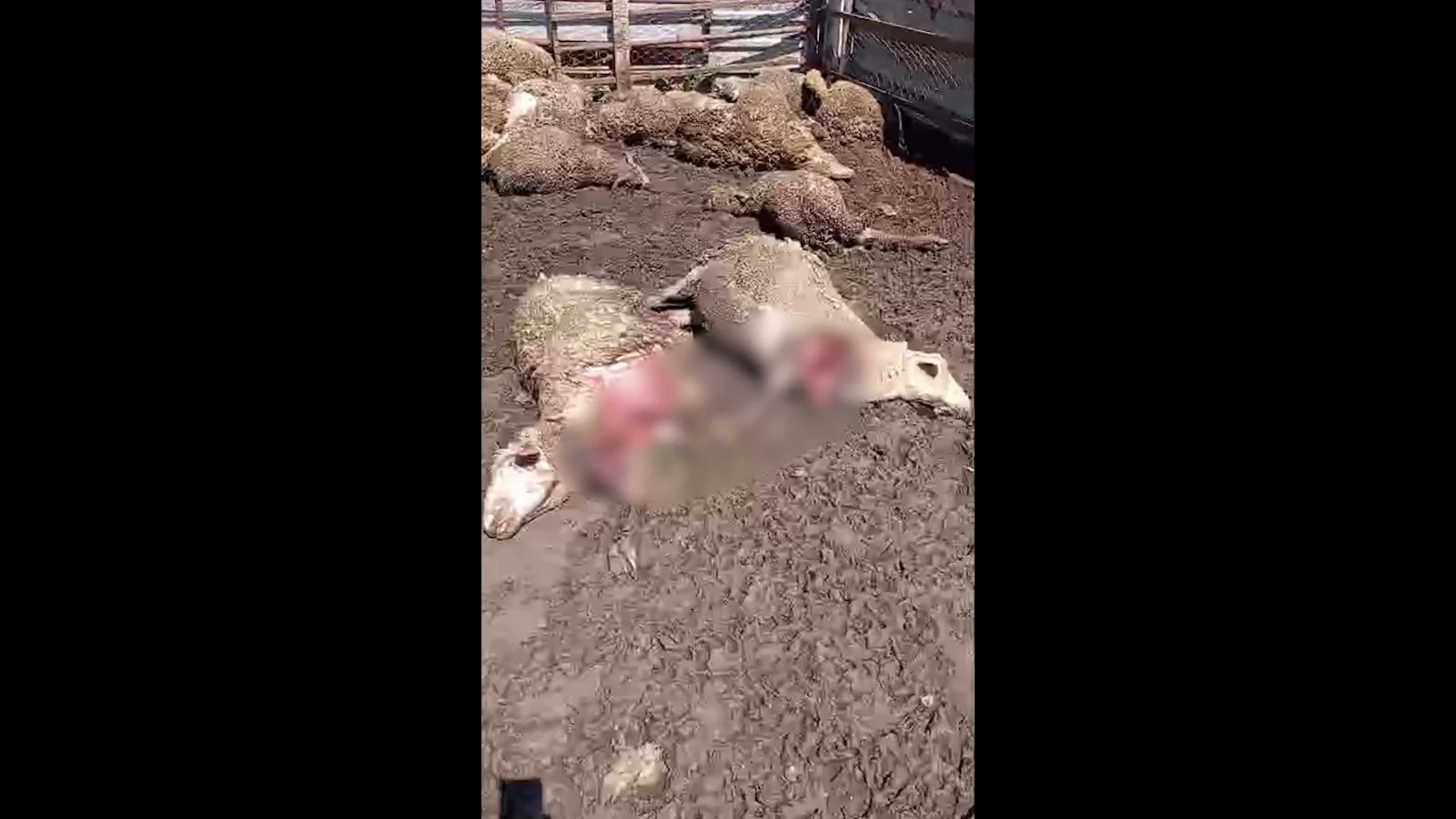 Kütahya’nın Simav Ilçesinde, Bir Ağıla Kurt Saldırısı Sonucu 72 Koyun Telef Oldu.
