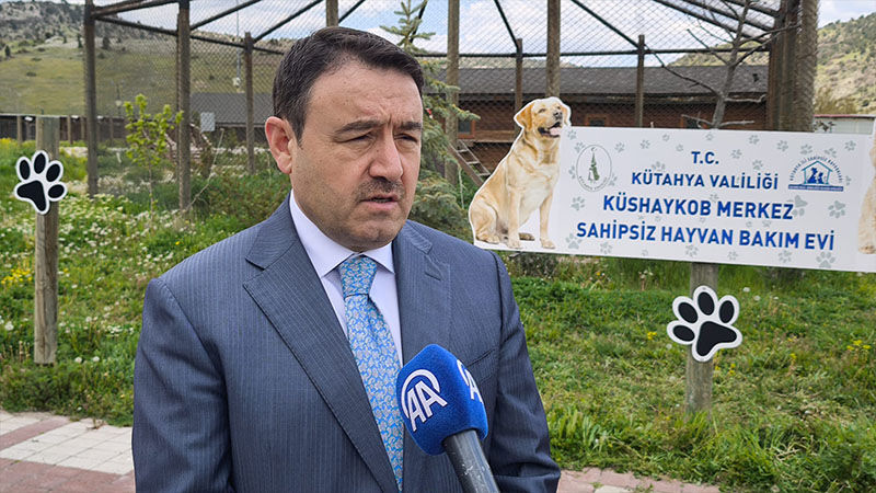 Vali Işın, Kütahya'da Toplanan Köpek Sayısını Açıkladı (1)