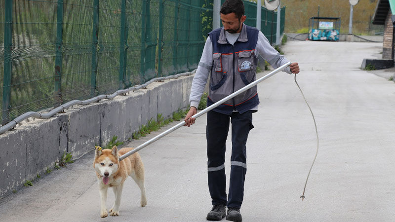 Vali Işın, Kütahya'da Toplanan Köpek Sayısını Açıkladı (4)