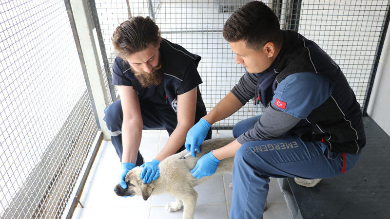 Vali Işın, Kütahya'da Toplanan Köpek Sayısını Açıkladı (5)