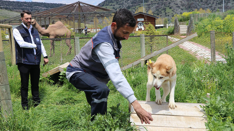 Vali Işın, Kütahya'da Toplanan Köpek Sayısını Açıkladı (7)