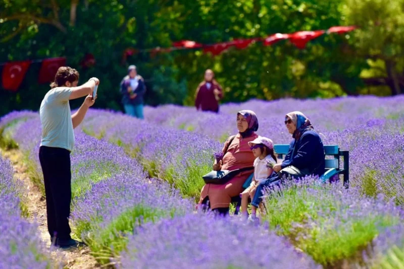 Altıeylül Lavanta Günleri Mor Şölene Dönüştü1