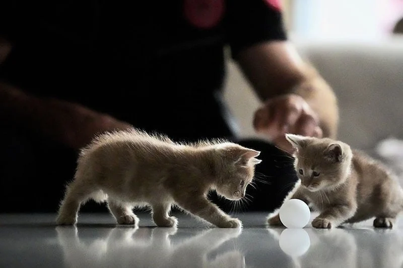 Kedi Sahipliği Ile Şizofreni Riski Arasında Bağlantı Iddiası