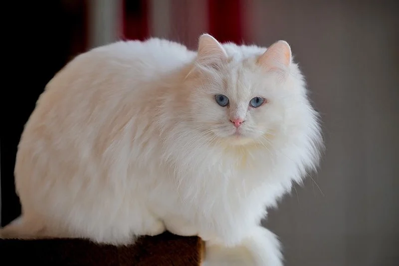 Kedi Sahipliği Ile Şizofreni Riski Arasında Bağlantı Iddiası1