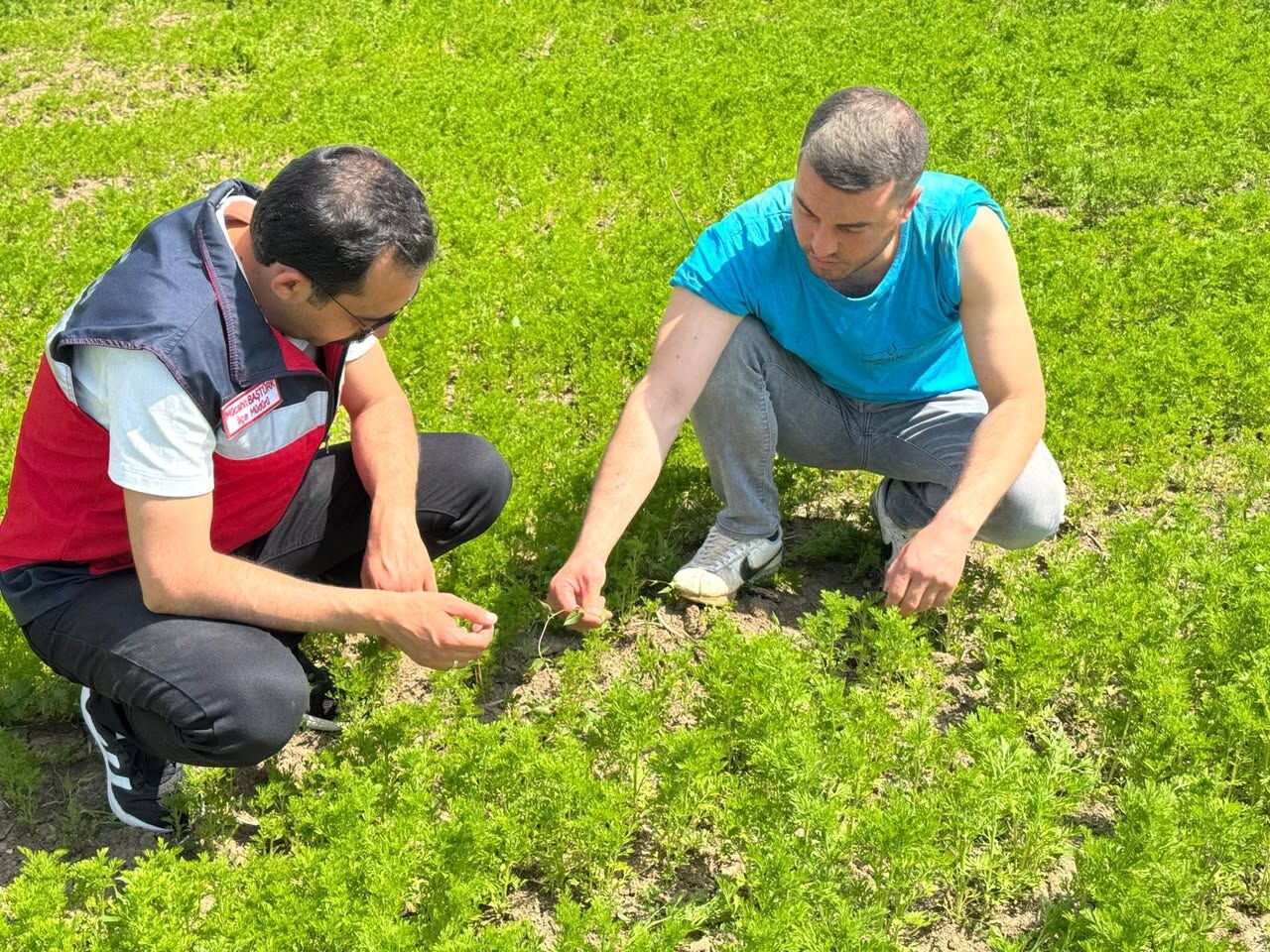 Kütahya Çavdarhisar’da çörek otu proje alanları incelendi