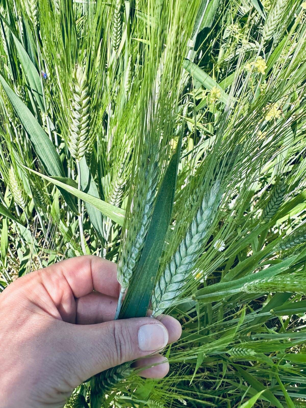 Kütahya Pazarlar'da Hububat Alanlarda Fenolojik Gözlem4