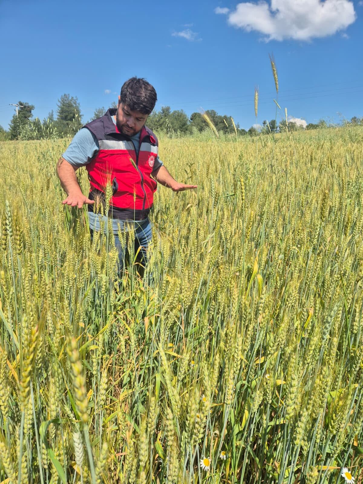 Kütahya Tavşanlı’da Buğday Alanları Kontrol Edildi
