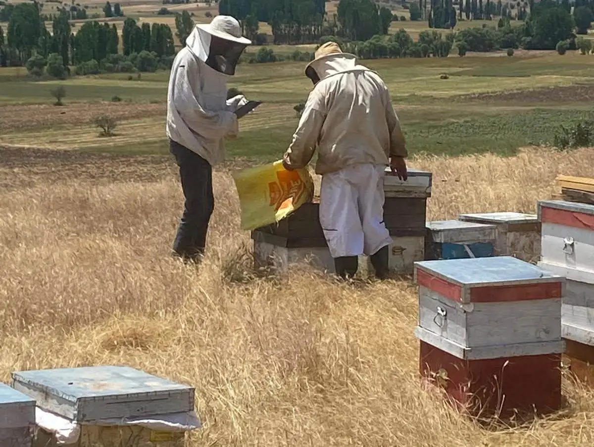 Kütahya’da Arı Kovanları Tek Tek Tespit Edildi (2)