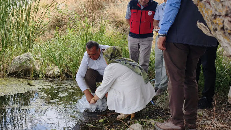 Kütahya'da Barajlara 140 Bin Sazan Yavrusu Bırakıldı (1)