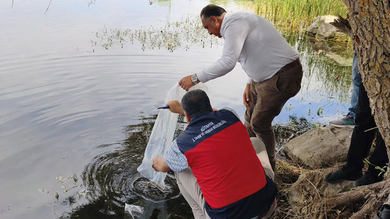 Kütahya'da Barajlara 140 Bin Sazan Yavrusu Bırakıldı (2)