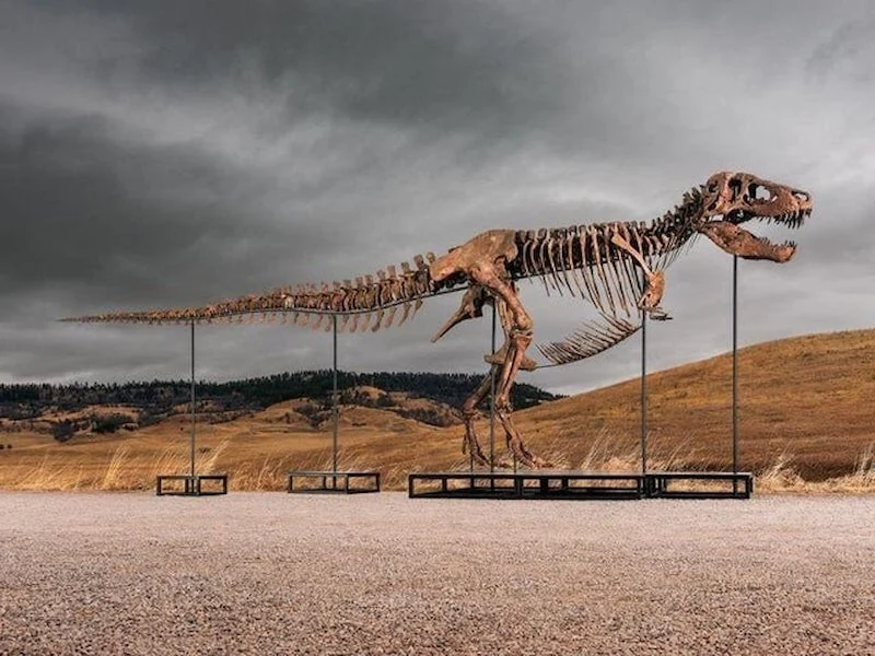 Nadir Bulunan T. Rex Fosili Açık Artırmada 50 Milyon Dolara Satıldı (2)