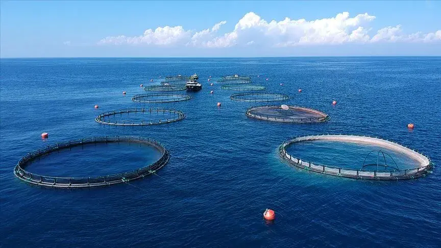 Su Ürünleri Ve Hayvansal Mamulleri Ihracatı 1,9 Milyar Doları Aştı (2)